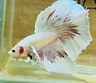 Live Betta Fish Halfmoon Dumbo Ear Lavender Copper Male #HM03 From indonesia