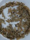 500 Medium Live Black Soldier Fly Larvae Phoenix Worms , BSF Free Shipping