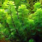 Green Cabomba Caroliniana Freshwater Live Aquarium Plants BUY 2 GET 1 FREE ✅