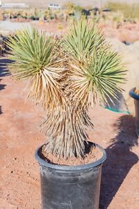 JOSHUA TREE, DESERT PLANT, LEGALLY HARVESTED & TAGGED, YUCCA BREVIFOLIA