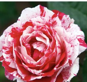 Scentimental Rose Shrub Live Starter Plant, Floribunda Bare Root!!!