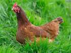 Chicken Forage Crop Seeds For Growing Healthy Hens & Eggs  C4