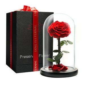 Preserved Rose in Glass Dome Eternal Enchanted Forever  - Infinity Rose  -