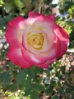 Large-Fragrant Double Delight Rose - 5 Stems for planting - USA