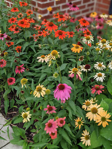 Mixed Echinacea Coneflower Seeds - read description for details