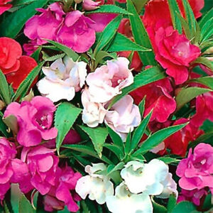 Camelia Flowered Mix Impatiens Seeds | Non-GMO | Free Shipping | Seed Store 1262