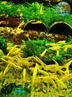 Neon Golden Back Shrimp - Freshwater Neocaridina Aquarium Shrimp. Live Guarantee