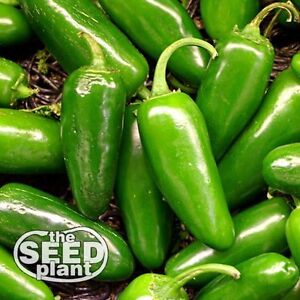 Jalapeno M Pepper Seeds 200 SEEDS-SAME DAY SHIPPING