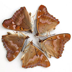 5 PCS collection unmounted folded real butterfly nymphalidae apatura ilia A1 A1-
