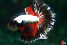 Live Betta Fish Aquarium Copper Red Male Halfmoon #F791 Thailand seller