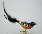 2001 Old World Christmas - ORIOLE - Clip On Blown Glass Bird Ornament with Box