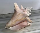 Beautiful Large Conch Shell - 6 inch