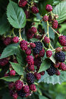 50+ BLACKBERRY SEEDS (Rubus ursinus) Thornless Bush SWEET FRUIT VINE USA Seller
