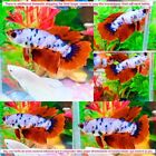 Candy Snow White Halfmoon Female - IMPORT LIVE BETTA FISH FROM THAILAND