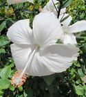 EXOTIC TROPICAL WHITE HIBISCUS STARTER LIVE PLANT 5 INCHES TALL
