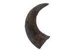 One #1 Grade Real North American FEMALE Buffalo Horn (576-F1-AS) 9UK1