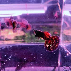 10 live guppy fry- Red Dragon BDS- High Quality Live Guppy Fish US Seller