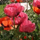 Papaver orientale Giant Hybrid Mix (Oriental Poppy) 50 Flower Seeds