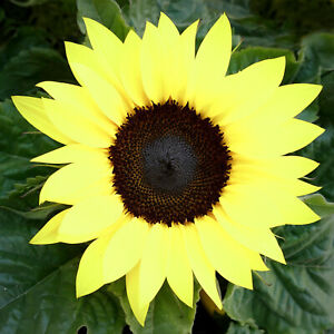 LEMON QUEEN TALL Sunflower 80+ Seeds ***Yellow*** Non-GMO Heirloom Flower