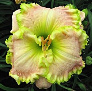 Apple spring     Daylilies 2 fans Return and multiply yearly World's Finest