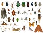 35+ Dead Bugs Entomology Class Insect Bug Collection IDENTIFIED! USA In Alcohol