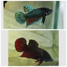 2 VIP live fish betta plakat fighter From DR high genetics USA ( picture Real 5☆