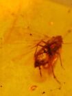 leafhopper cicada fly Burmite Myanmar Burmese Amber insect fossil dinosaur age