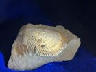 NICE Fossil Bivalve in Open Position! Lima sp. Fort Worth Texas Cretaceous Age