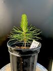 Japanese Black Pine Live Tree Bonsai Ready or Landscape Planting