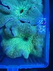 Ultra Carpet Anemone live coral 8-9”