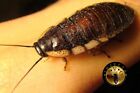 5CT. Hissing Cockroach SMALL (5/8”-3/4”) *FREE SHIPPING*