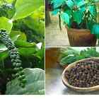 Piper Nigrum - CEYLON Black Pepper, Peppercorn, Heirloom seeds - 10 Seeds
