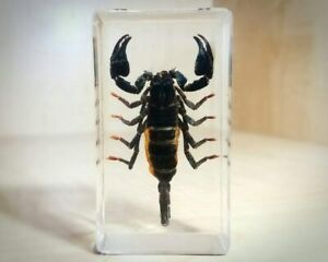 Real Black Scorpion in Resin, Oddities, Curiosities, Heterometrus Spinifer