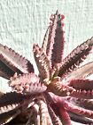 Very Rare Healthy Kalanchoe 'Pink Butterflies' 4” + Live Rooted Succulent Plant