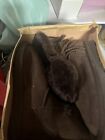Ugg Coffee Snow Boots Size 8