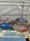 4 pack Mix Box OB and Solids Blue, D. - Live Fish (3-4 inches) - African Cichlid