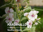 Marshmallow (Althaea Officinalis), Ancient Herbal Medicine - 50 seeds