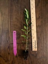 Arbequina Olive Tree (Olea europaea) 1 Live TC Plant/Plug –4-8 inches - Edible!