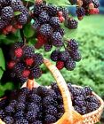 Giant Thornless Blackberry (25 seeds)fresh this season{RARE & EXOTIC} *DEICIOUS*