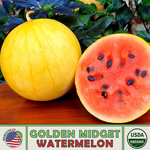 10 Organic Golden Midget Watermelon Seeds, Heirloom, Non-GMO, Genuine USA