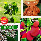 +35 RED Ceylon Jack Fruit Seeds Rare Organic NonGMO Tropical Giant FREE Shipping