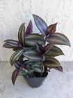 Tradescantia 'Evanesce' Wandering Jew Plant Rooted in 2.5