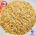 Ceylon White Rice Seeds Pure Organic Live 100% A-Grade Natural Paddy 150+ Seeds