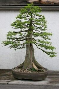 10 Bald Cypress Bonsai Seeds for Planting Exotic Bonsai Tree