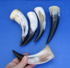 5 pc lot of 6 to 8 inch Polished Cattle/Buffalo horns from India taxidermy (S)
