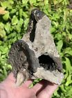 FOSSILIZED WHALE MAMMAL VERTEBRA VERT CAROLINA RIVER FOSSIL as found with oyster