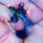 1 Male Dumbo Mosaic Live Guppy Fish- high Quality Freshwater Fish-USA Seller