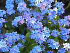 forget-me-not, CHINESE BLUE flower, 305 seeds! GroCo