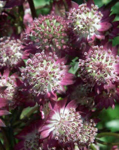 New ListingStar of Beauty Astrantia - 3 root divisions