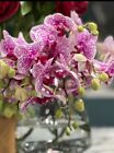 Phalaenopsis Hybrid Orchid Ballon Size Purple Pink Spots NOT Blooming 4” Pot